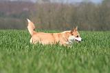 CORGI PEMBROKE 1300